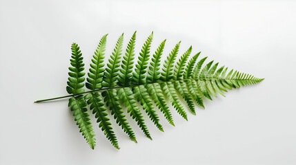 Single green fern leaf displayed on a white background, highlighting its natural elegance and simplicity. Ideal for themes of nature, botanical beauty, and minimalistic decor