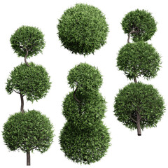 Set of coniferous trees, front view, isolated png on transparent background