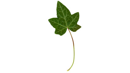 ivy leaf transparent PNG