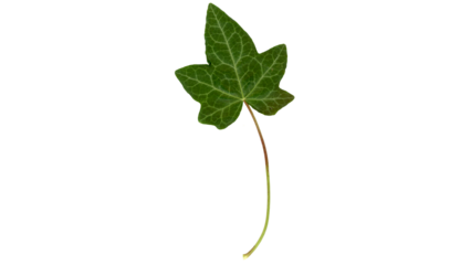 ivy leaf transparent PNG
