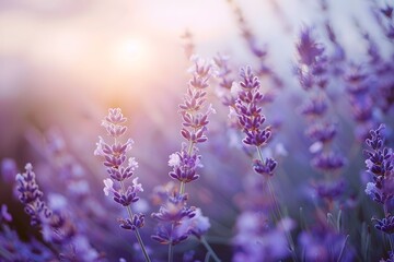 lavender flowers in the morning