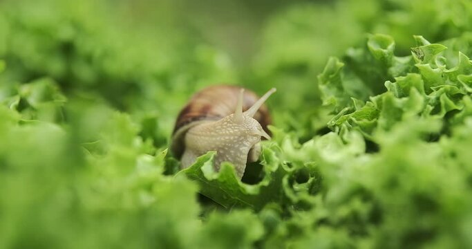 Close up shot of a snail crawling on the lettuce leaves, eating them. 4k, slow motion