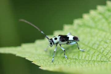 ルリボシカミキリに酷似、より小さいラミーカミキリ虫（自然光＆ストロボ・マクロレンズ接写）