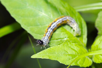 白銀色に黄紋、黒点が美しい容姿のビロードハマキ蛾の幼虫（自然光＆ストロボ・マクロレンズ接写）