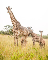 A female giraffe standing in the rain with three cute  juveniles, one of which is peeping out from behind her on a rainy day in grassland against an overcast sky in a game reserve in South Africa.
