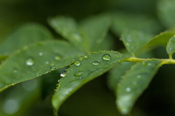 dew drop on green leaves taken in the morning