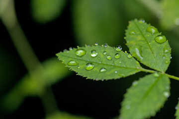 dew drop on green leaves taken in the morning