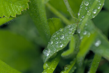 dew drop on green leaves taken in the morning