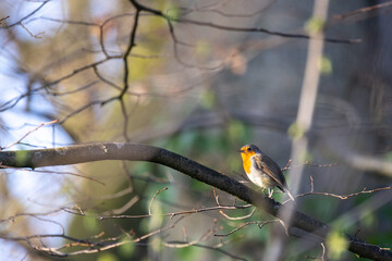 A vibrant little bird with a bright orange chest is perched on a tree branch in a beautiful forest during the day