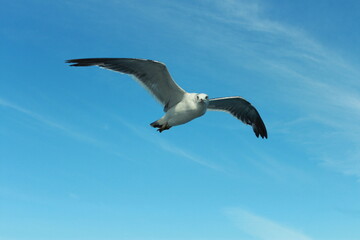 A gull is flying in the blue sky