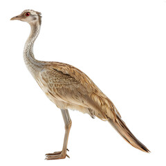Obraz premium [Transparent Background PNG]Australian Bustard Standing on White Background