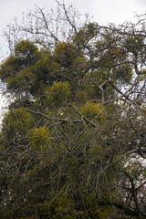 In winter, a leafless tree with mistletoe clusters stands against a cloudy sky, creating a serene landscape