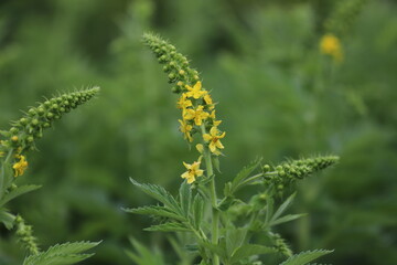 Agrimonia eupatoria. Common agrimony yellow flowers.