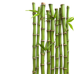 Obraz premium [Transparent Background PNG]Green Bamboo Shoots on White Background
