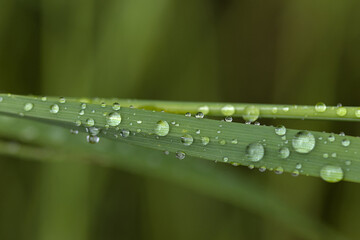 dew drops on green grass taken in the morning