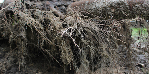 Closeup photo of root system of a tree that fell after a storm
