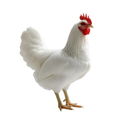 [Transparent Background PNG]White Hen on White Background