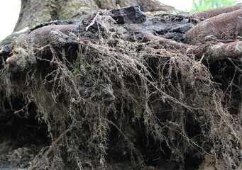Small roots of the tree were exposed from the ground during uprooting
