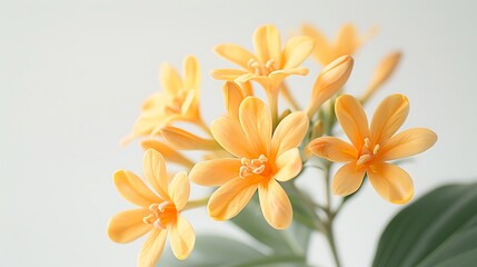 Obraz premium A close-up of a yellow flowered plant against a white background 