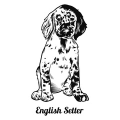 Puppy English Setter - Dog Breed, Funny dog Vector File, detailed vector