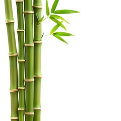 Green bamboo stalks with leaves isolated on white background