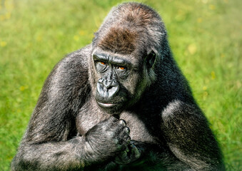 A close up of a Western Lowland Gorilla