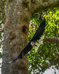 weathed hornbill - Furchenhornvogel