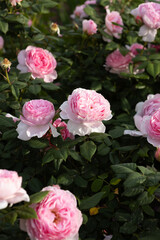close up of damask pink fragrant roses flowers nature outdoor
