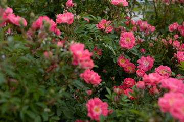 Obraz premium bush of small pink roses blooming close up summer flowers background