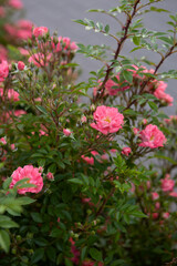 Fototapeta premium Small pink roses blooming close up summer flowers