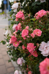 a bush of small pink roses on the background of the sidewalk