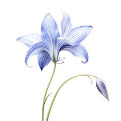 Elegant blue and white flower with delicate petals on a green stem, accompanied by a budding bloom, isolated on a white background.