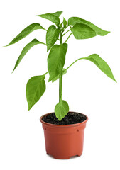 Young paprika plant isolated on white background. Sweet pepper spring green sprouts in the pot