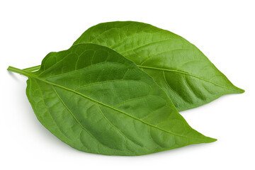 Obraz premium Sweet pepper leaf closeup isolated on white background