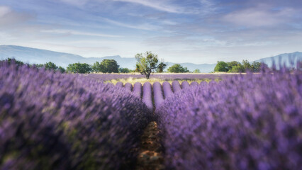 Les lavandes a valensole 