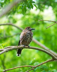 Orzechówka / Nutcracker bird © Myron