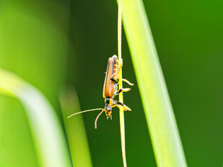 ジョウカイボン