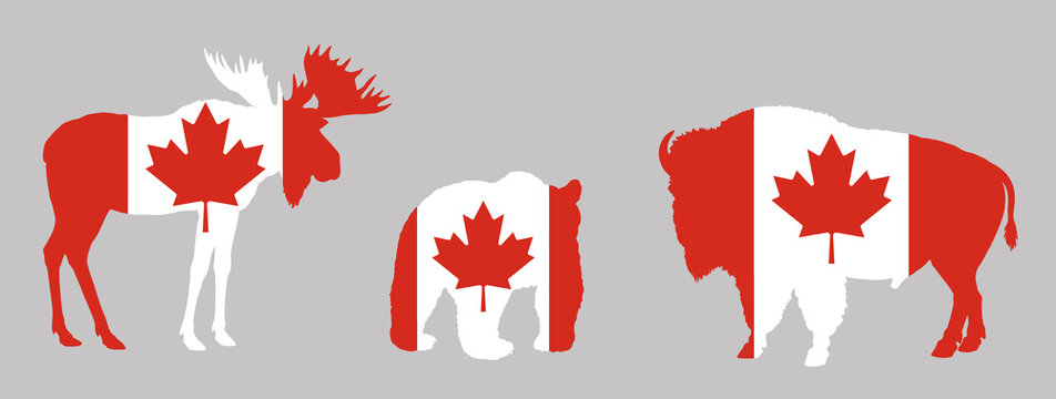 Silhouette of bear, bison and moose in colors of the Canada flag. Animal illustration in national colors.
