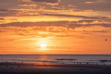 Fototapeta premium Tranquil beach sunset with soothing waves, gentle colors, and birds flying, creating a serene atmosphere