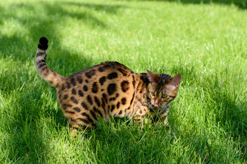 Bengal Cat