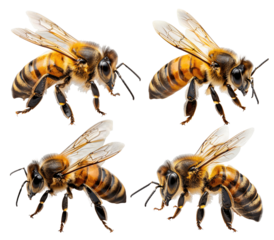 Collection of honey bee walking isolated on transparent background