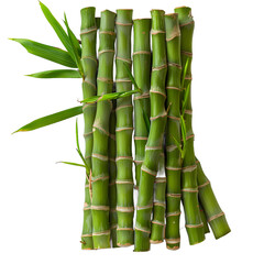 Obraz premium [Transparent Background PNG]Fresh green bamboo sticks with leaves on white background
