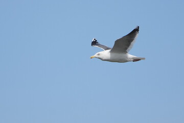 herring gull in a sky