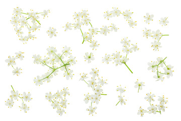 Elderberry flower or Sambucus nigra isolated on a white background.