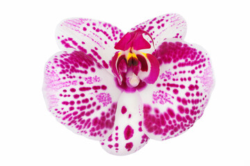 pink phalaenopsis orchid flower isolated on white background