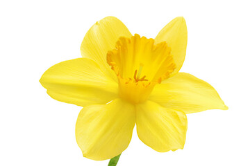 Daffodil flower or narcissus isolated on white background with full depth of field