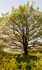 L'éclosion des feuilles : un magnifique chêne pubescent dans son environnement naturel, Mont de Sigolsheim, CeA, Alsace, Grand Est, France
