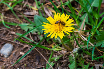 Apiculture et biodiversit&eacute; : Une abeille mellif&egrave;re butinant un pissenlit en Alsace, CeA, Grand Est, France