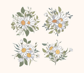 Hand Drawn Daisy Leaf and Flowers Collection