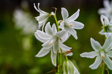 Beauté printanière : l'ornithogale à fleurs penchées dans le vignoble de la région Grand Est, CeA, Alsace, France